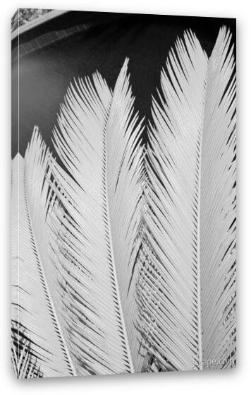 Palm leaf details in Infrared Fine Art Canvas Print