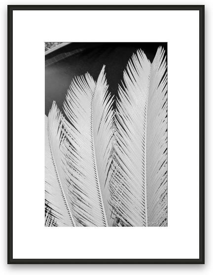 Palm leaf details in Infrared Framed Fine Art Print