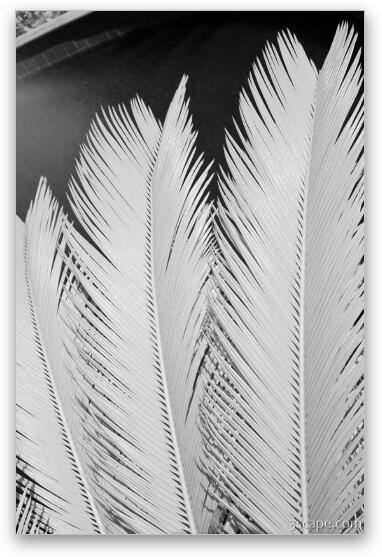 Palm leaf details in Infrared Fine Art Metal Print