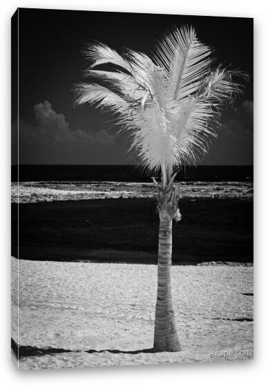 Single Palm Tree in Infrared Fine Art Canvas Print