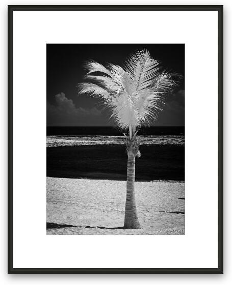 Single Palm Tree in Infrared Framed Fine Art Print