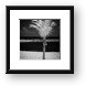 Single Palm Tree in Infrared Framed Print