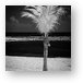 Single Palm Tree in Infrared Metal Print