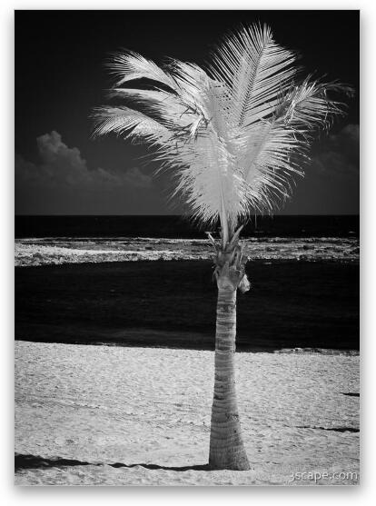 Single Palm Tree in Infrared Fine Art Print