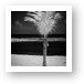 Single Palm Tree in Infrared Art Print