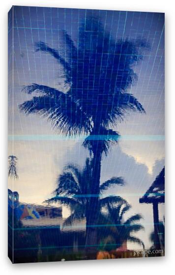 Palm tree - which way is up Fine Art Canvas Print