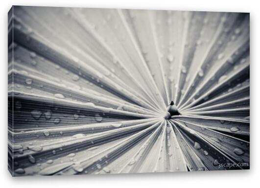 Palm leaf abstract in black and white Fine Art Canvas Print