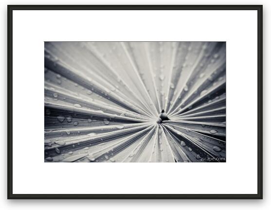 Palm leaf abstract in black and white Framed Fine Art Print
