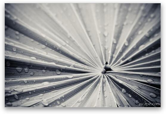 Palm leaf abstract in black and white Fine Art Print