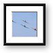 North American T-6 Texans in formation Framed Print