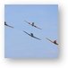 North American T-6 Texans in formation Metal Print