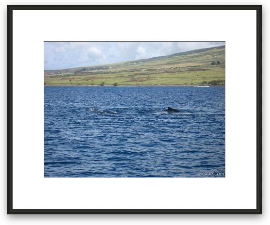 Humpback whales Framed Fine Art Print