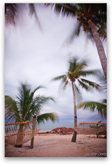 Palm trees and hammocks swaying in the breeze Fine Art Metal Print