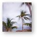 Palm trees and hammocks swaying in the breeze Metal Print
