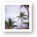 Palm trees and hammocks swaying in the breeze Art Print