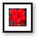 Hibiscus Flower Framed Print