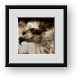 Buy Framed Print
