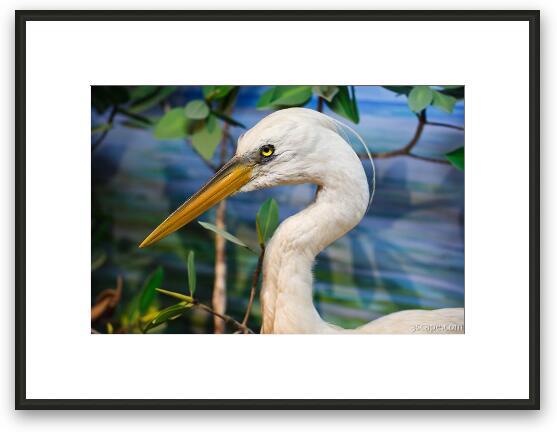 Great White Egret Framed Fine Art Print
