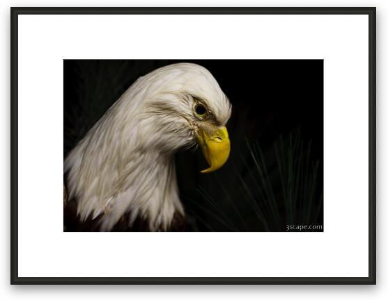 Bald Eagle Framed Fine Art Print