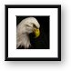 Bald Eagle Framed Print