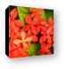 Little red flowers Canvas Print