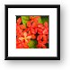 Little red flowers Framed Print