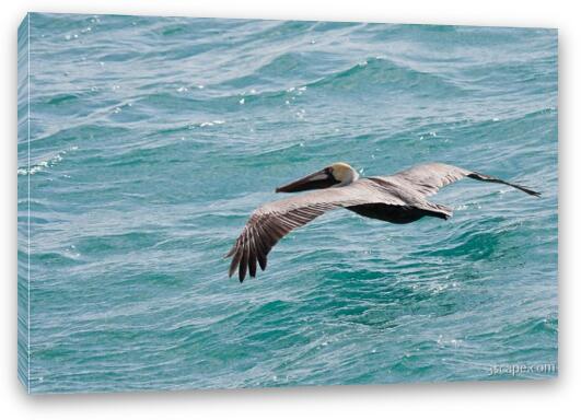 Brown Pelican in Flight Fine Art Canvas Print
