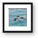 Brown Pelican in Flight Framed Print