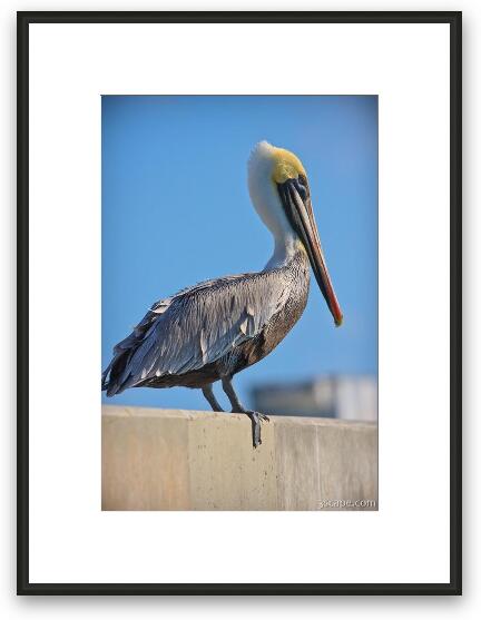 Brown Pelican Framed Fine Art Print