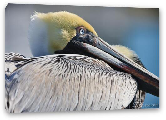 Brown Pelican Fine Art Canvas Print
