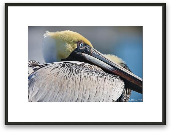 Brown Pelican Framed Fine Art Print