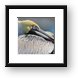 Brown Pelican Framed Print