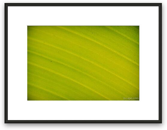 Palm leaf abstract Framed Fine Art Print