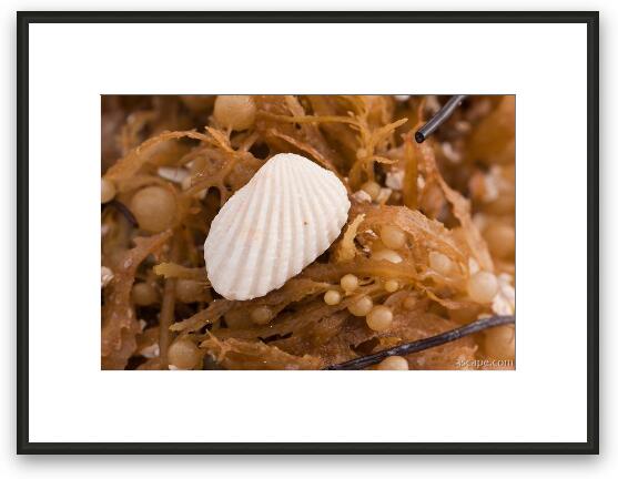 Shell on seaweed Framed Fine Art Print