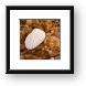 Shell on seaweed Framed Print