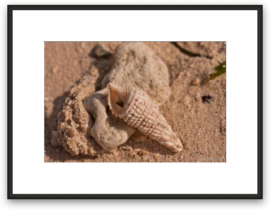 Coral and shell Framed Fine Art Print