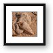 Coral and shell Framed Print