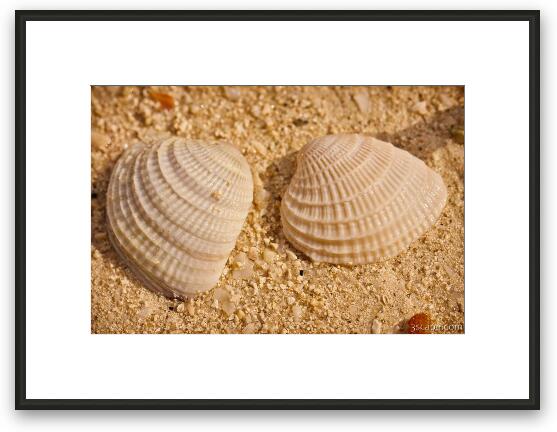 Two Shells Framed Fine Art Print
