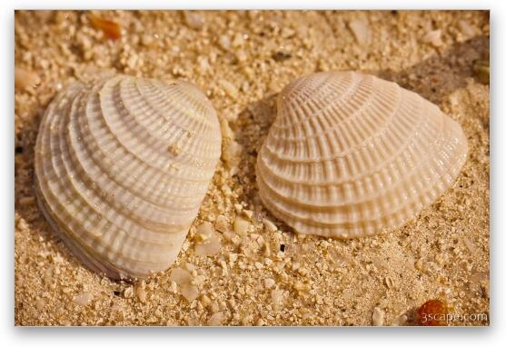 Two Shells Fine Art Print by Adam Romanowicz