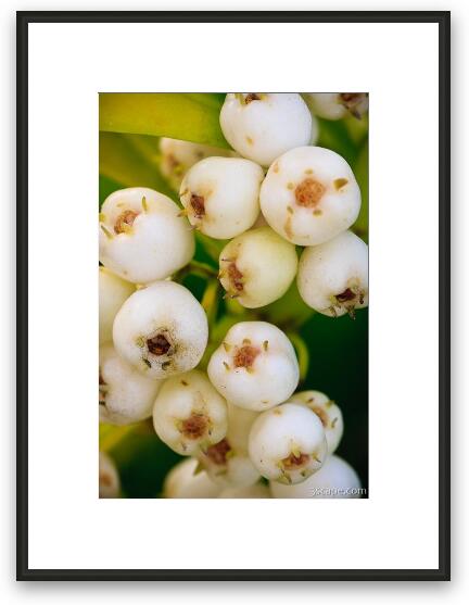White berries macro Framed Fine Art Print