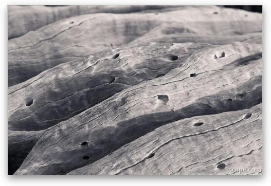 Gnarled wood macro Fine Art Metal Print