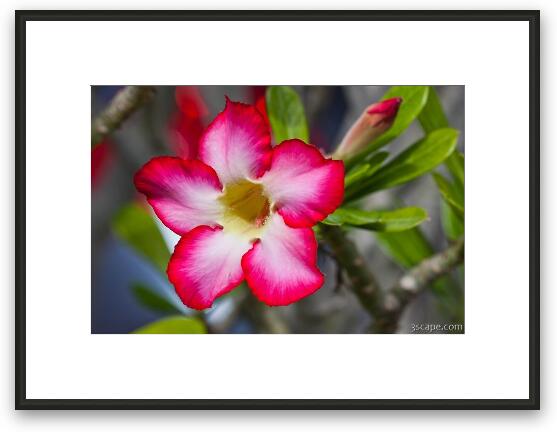 Pink Petunia close-up Framed Fine Art Print