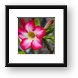 Pink Petunia close-up Framed Print
