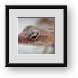Buy Framed Print