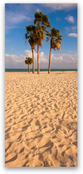 Palm trees at Sombrero Beach, Marathon Key Fine Art Metal Print