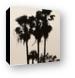 Palm tree silhouette, Sombrero Beach, Marathon Key Canvas Print