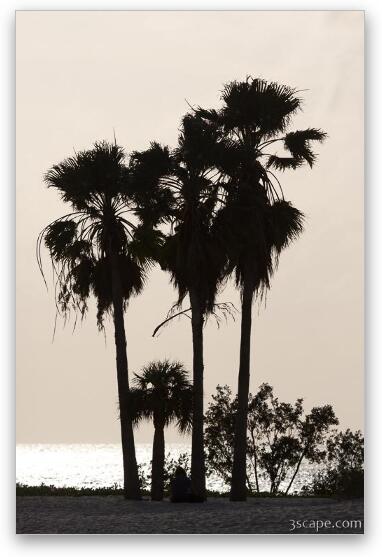 Palm tree silhouette, Sombrero Beach, Marathon Key Fine Art Metal Print