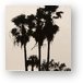 Palm tree silhouette, Sombrero Beach, Marathon Key Metal Print