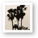 Palm tree silhouette, Sombrero Beach, Marathon Key Art Print