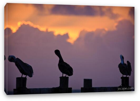 Pelicans at sunrise Fine Art Canvas Print